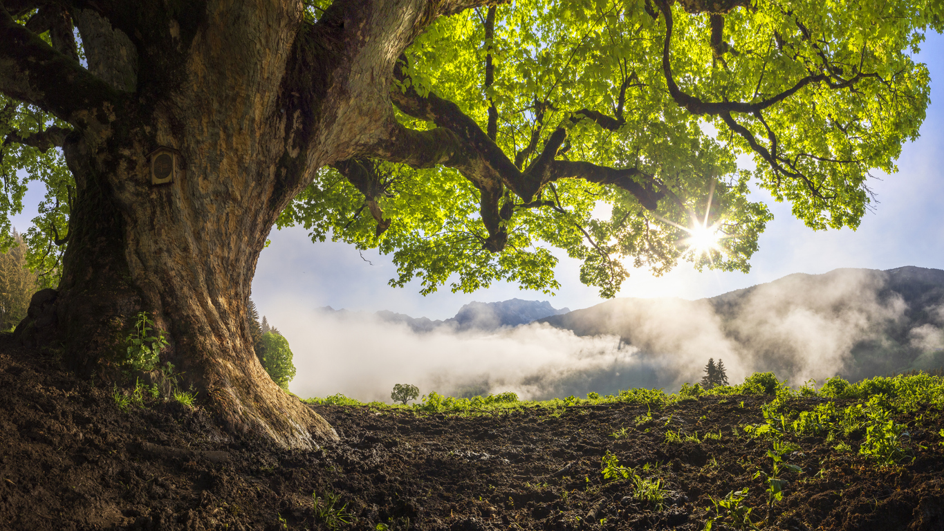 Körperspende - Titelbild